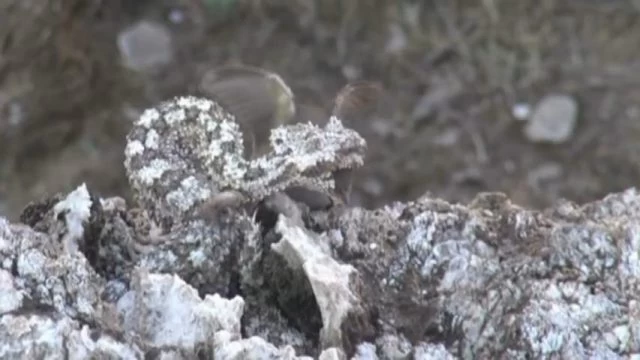 Εντυπωσιακό βίντεο: Μια οχιά πιάνει ένα πουλί με την ουρά της ως δόλωμα